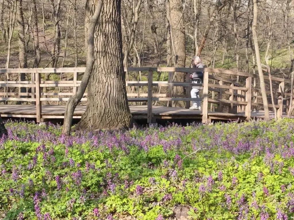 Саратовцев приглашают полюбоваться цветущим коридалисом в парке Семхоз